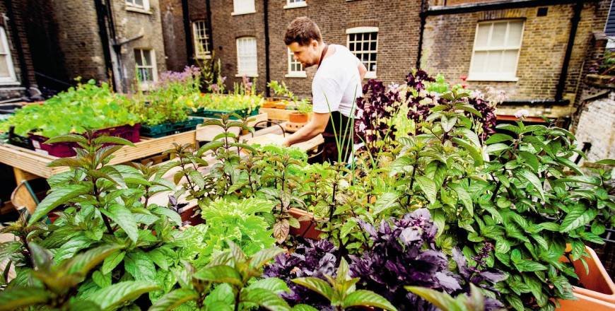 Gardening Stories